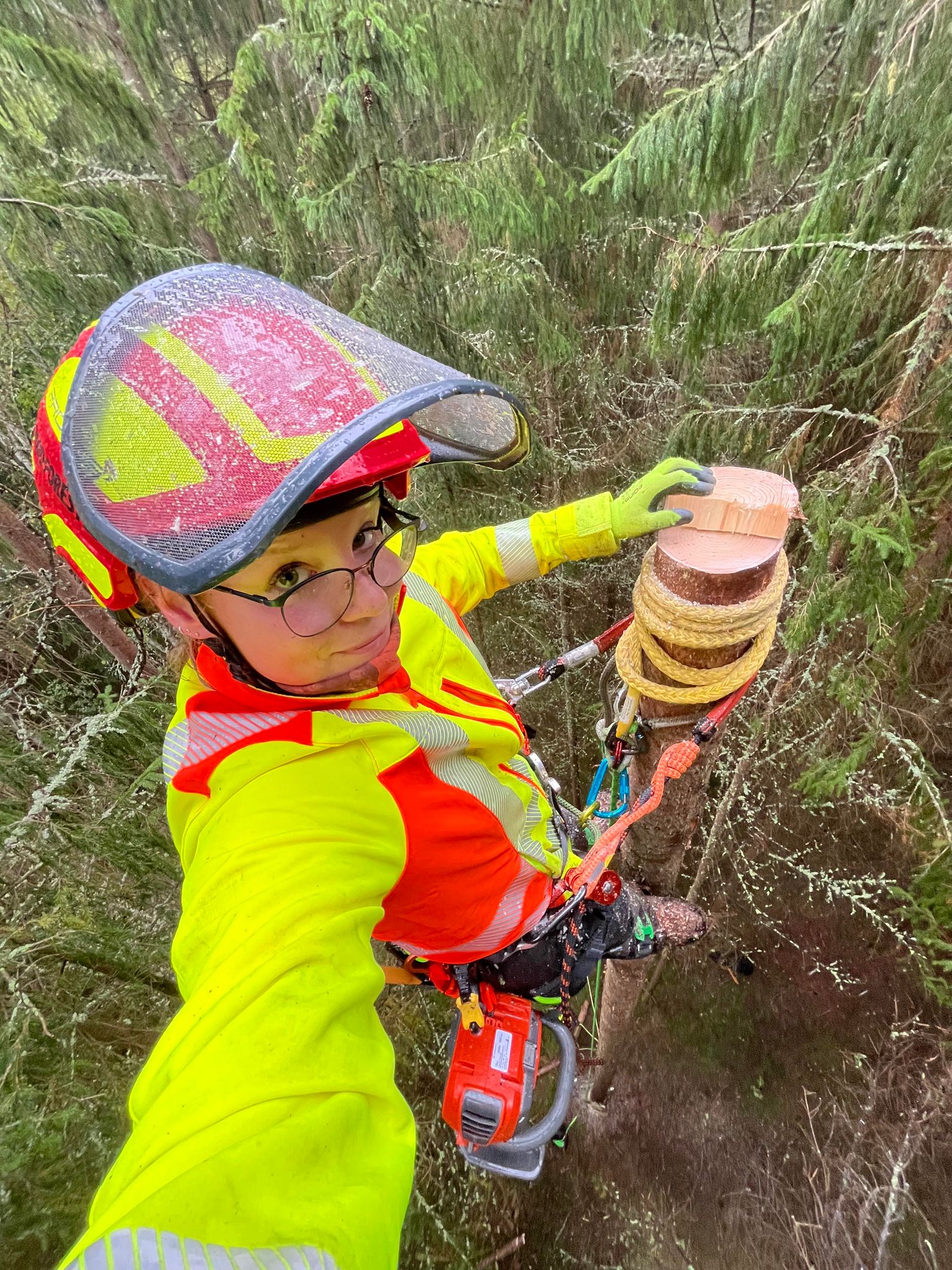 sektionsfällning arborist träd klättring trädfällning