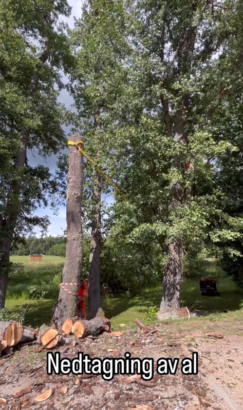 Averkning av två döda alar, Rocklunda, Juli 2024