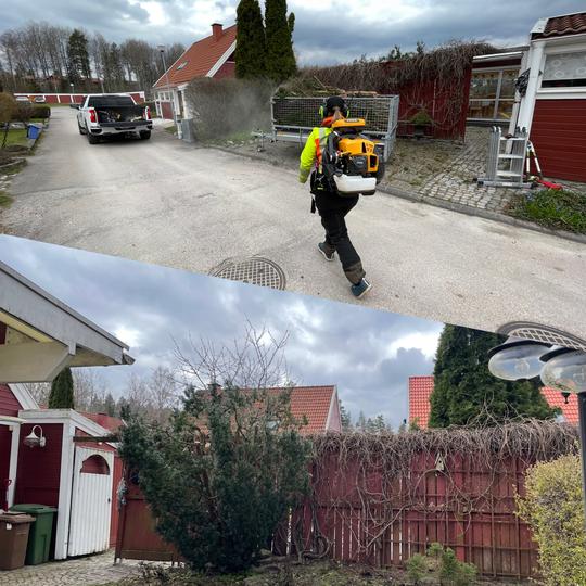 Beskärning av idegran, Köping, April 2024