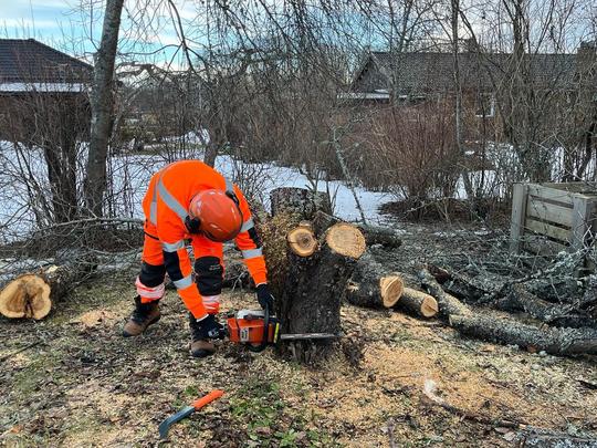 Avverkning av riskträd, Västerås