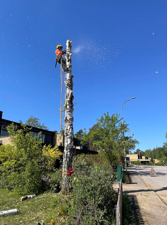 Avverkning av vårtbjörk, Talltorp Västerås, Maj 2024